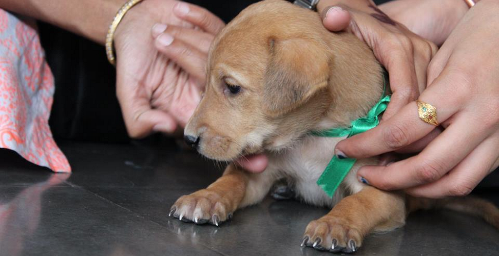 Adopt Indian dog breed