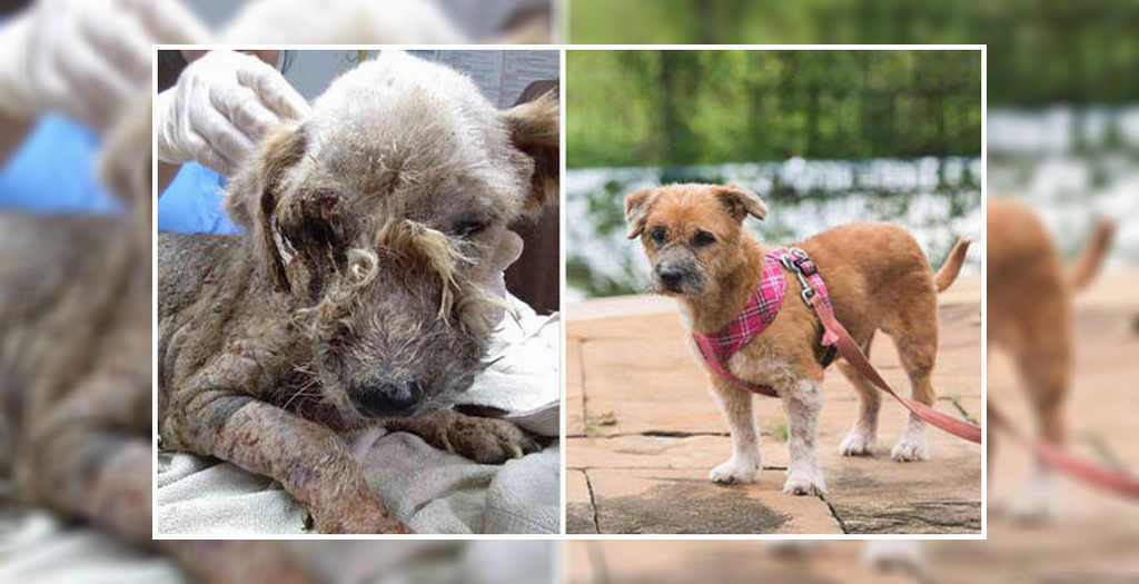 An Incredible Transformation Of A Stray Dog