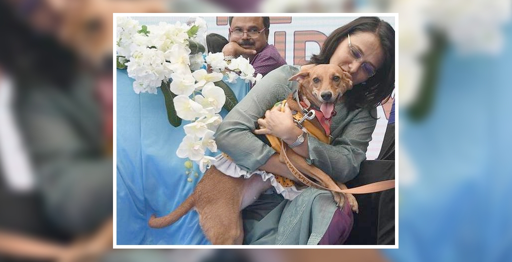 Indian dog breed at dow show