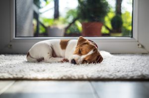 Is your dog getting enough sleep?