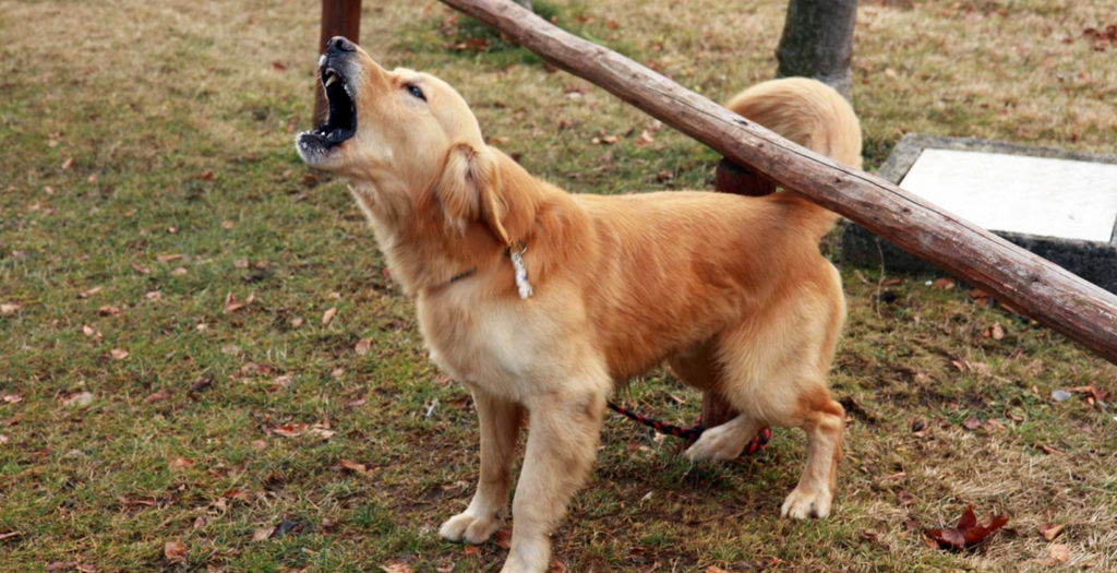 Pet dog save rape survivor