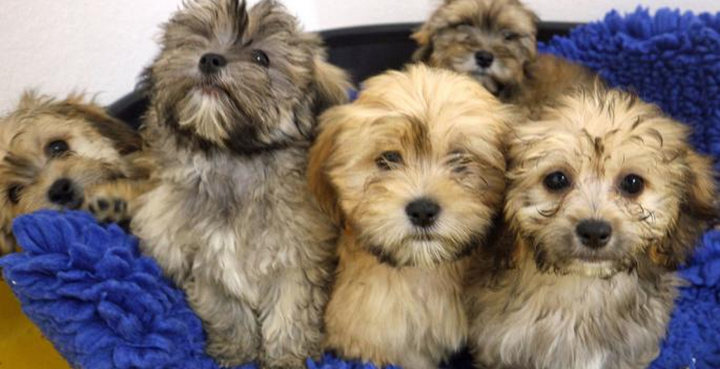 86 Dogs rescued From Illegal Breeder