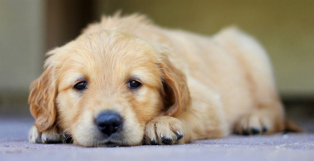 Sleeping disorder in dogs