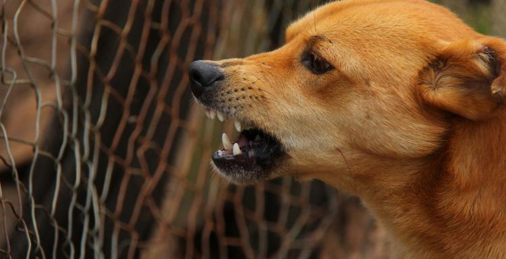 Rabies Prevention Program In Schools