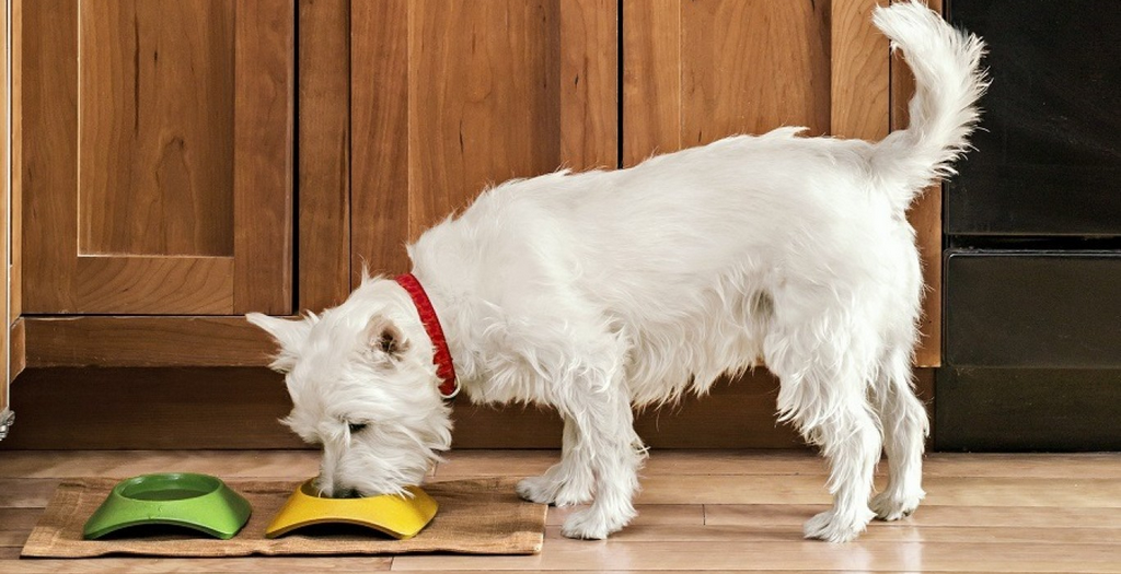 healthy food for dogs