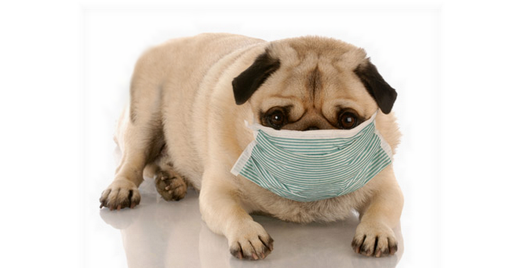 respiratory infections in dogs