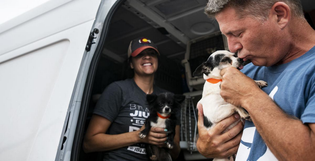 100 Dogs Rescued From Puppy Mills In The US