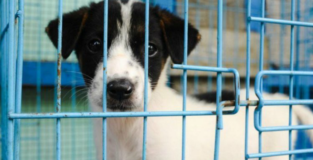 Ban online sale of animals