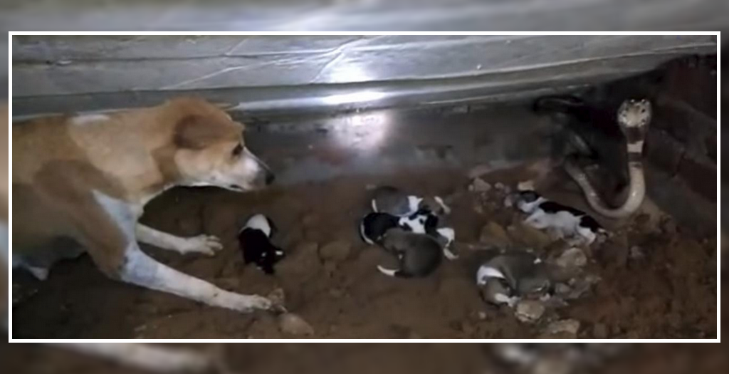 Brave mother dog fighting with snake