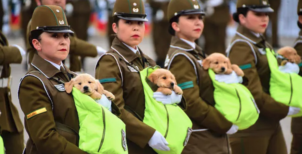 Golden retriever puppies