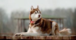Siberian Husky