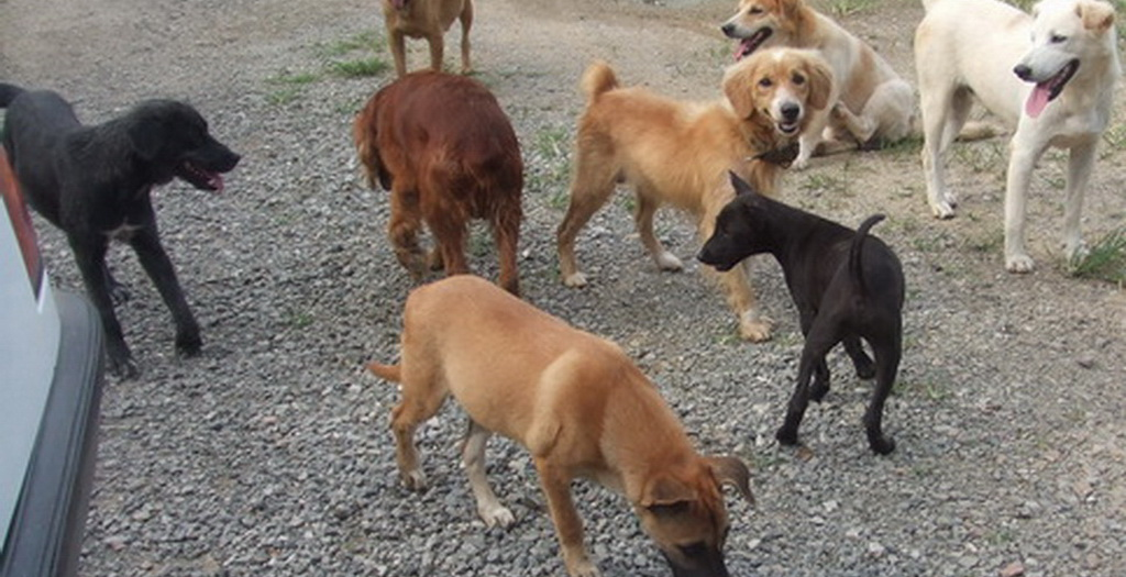 dog pound in Panchkula