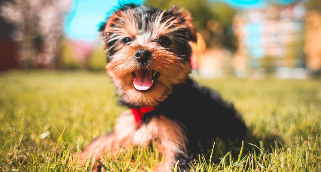 15 interesting dog facts