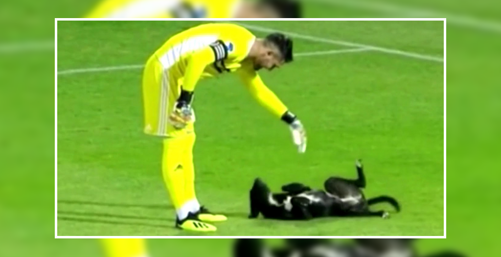 Dog interrupted soccer match