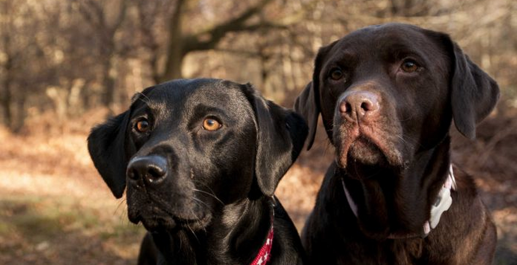 Labrador Retriever dogs