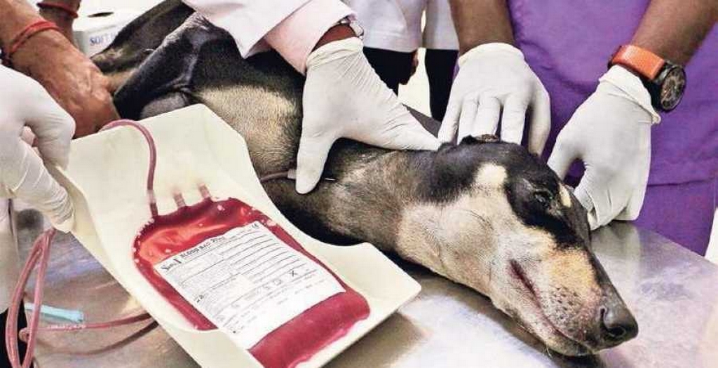 dog blood donation