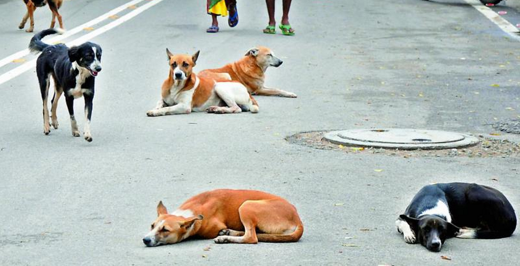 stray dogs relocate illegally in Hyderabad