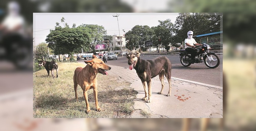 Mohali MC stray dogs issue