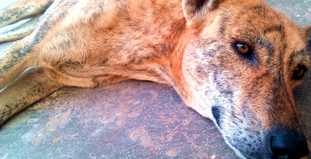 Stray dog shot dead in Ludhuana by an ex-serviceman