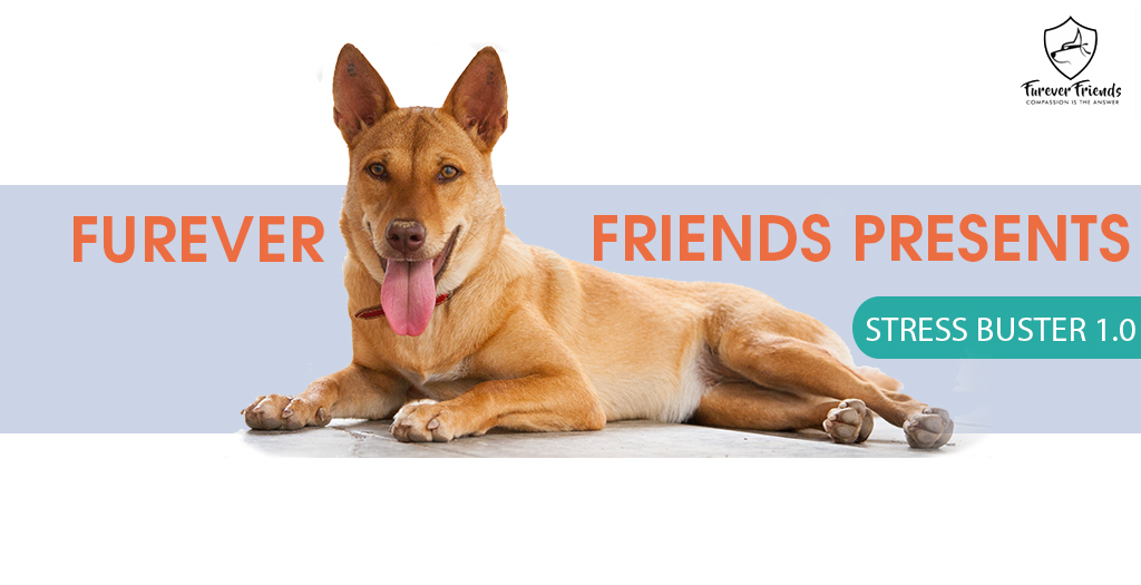 Stress Buster 1.0 event Chandigarh Furever Friends