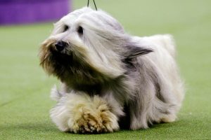 Skye Terriers 