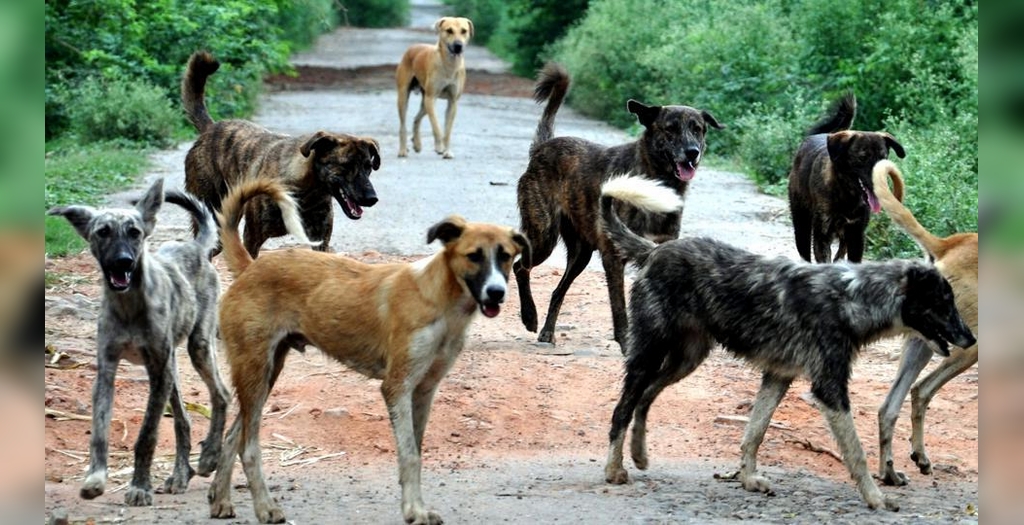 Rise In Dog Bite Cases