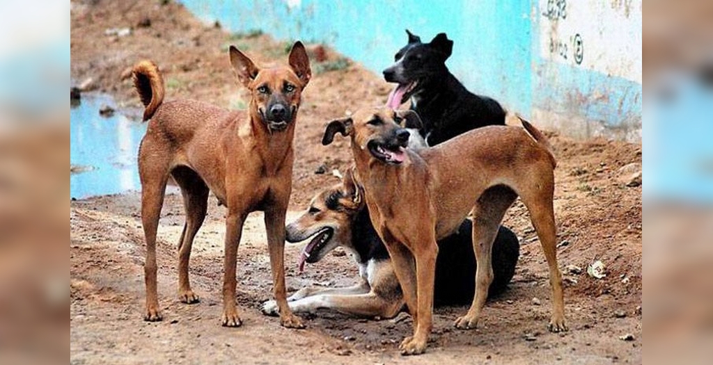 pack of stray dogs