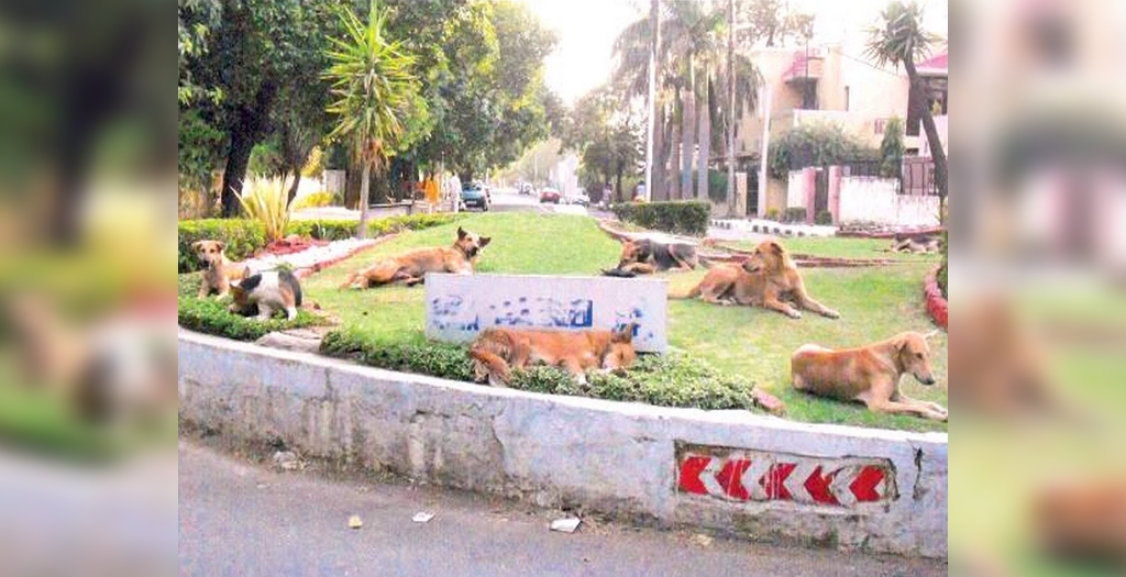 Chandigarh Stray dogs