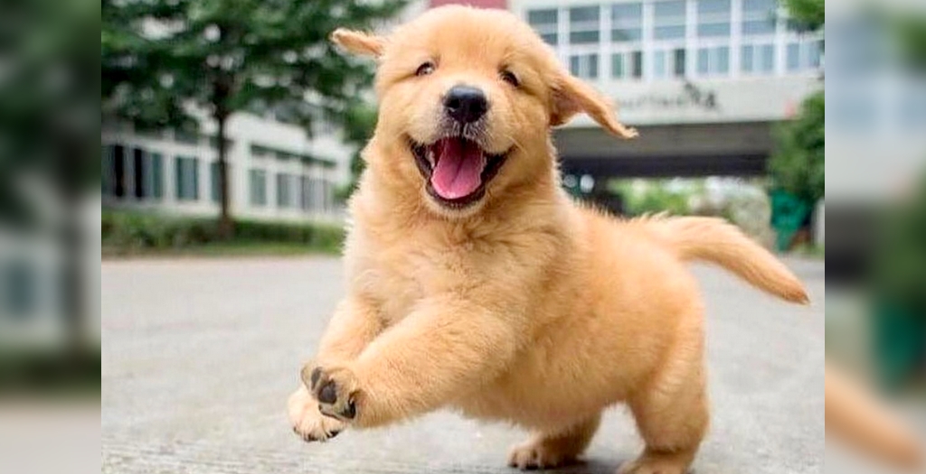golden retriver