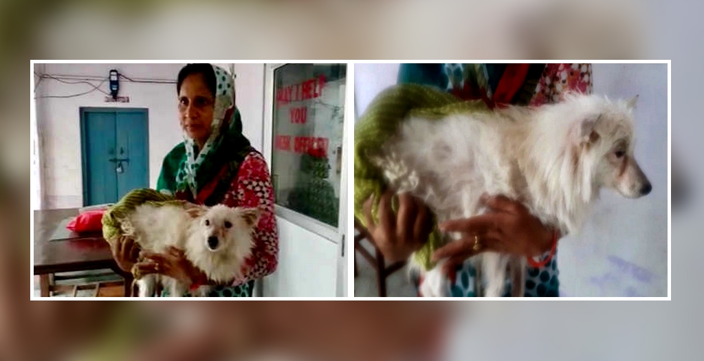 Pomeranian dog allegedly raped in UP by 3 persons