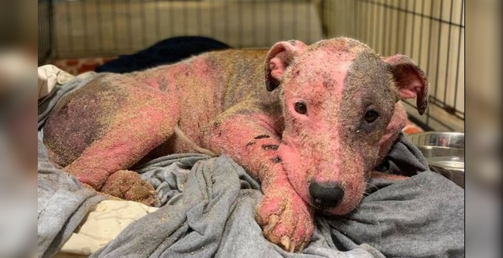 Buried dog found sunburned | US dog