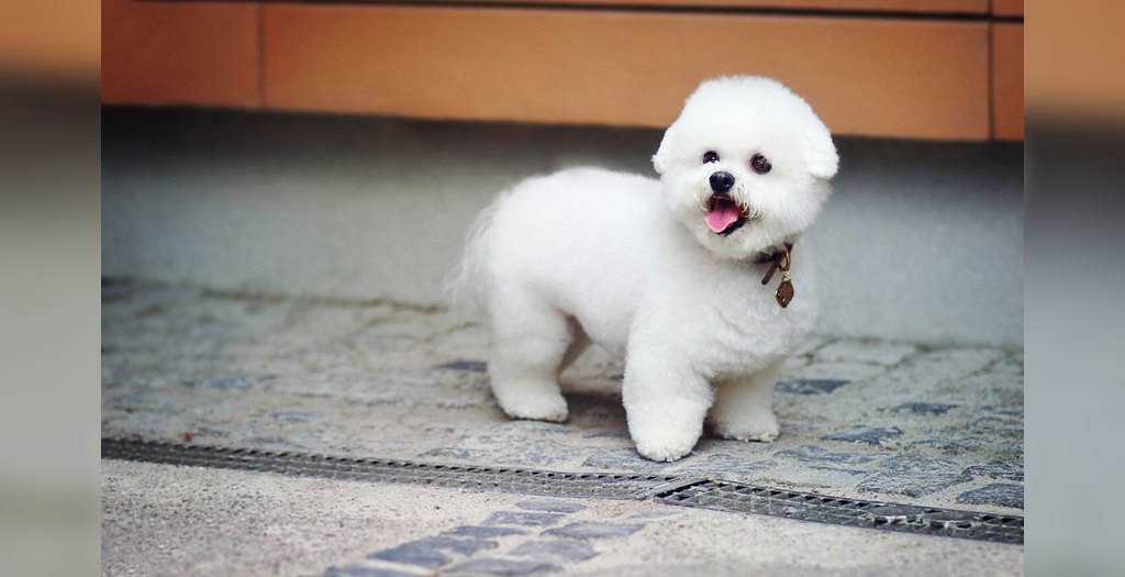 Pet licence mandatory in Ghaziabad