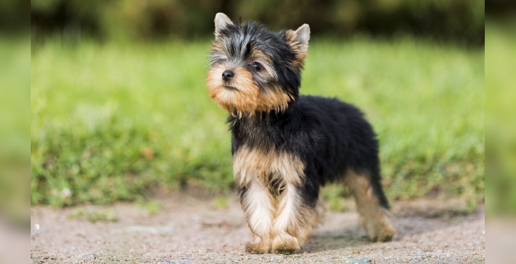 Yorkshire terrier DogExpress