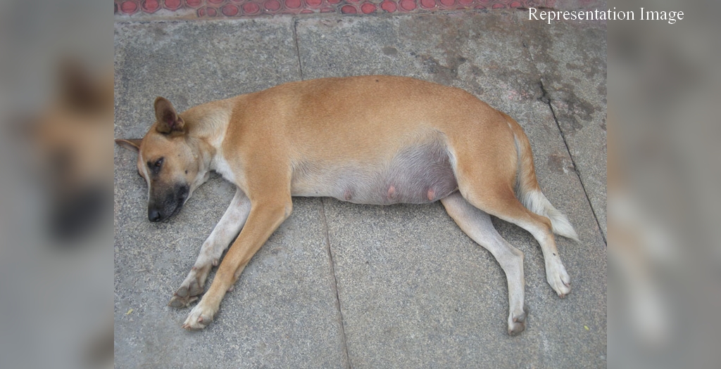 Stray dog stabbed in Mumbai