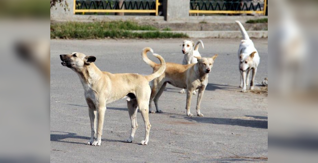 Chandigarh dog news