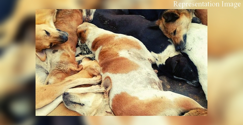 Stray dogs tied and killed in Maharashtra