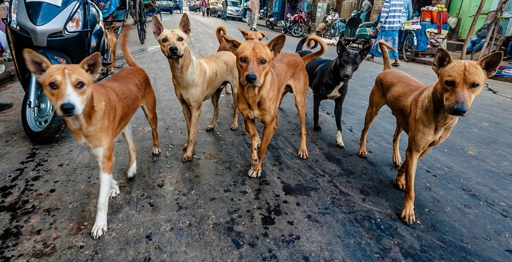 BBMP ABC programme for female stray dogs