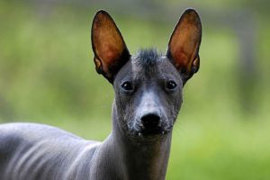 Xoloitzcuintli