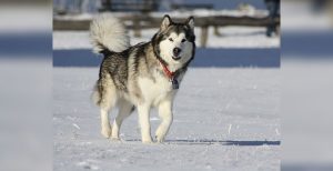 Alaskan Malamute