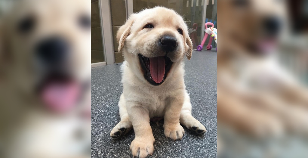 labrador puppy