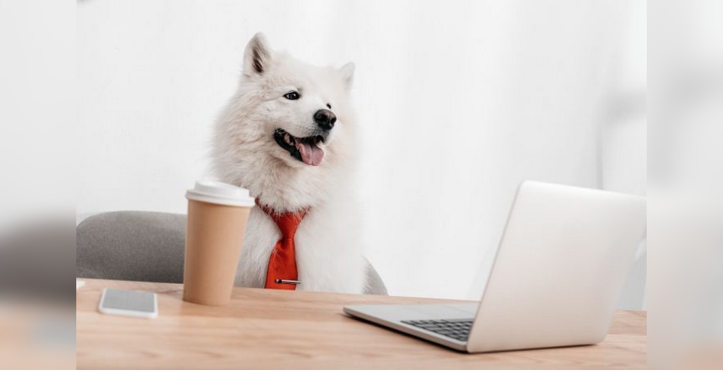 Pet business marketing solutions