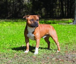 Staffordshire Bull Terrier