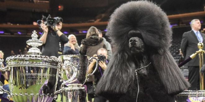 2020 Westminster Kennel Club Dog Show