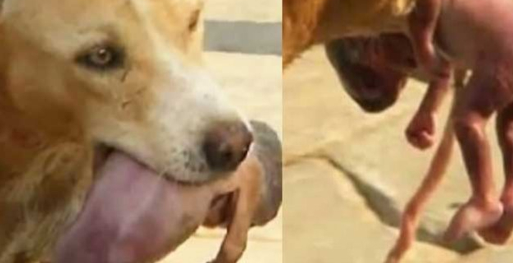 Baby Girl Saved from Dog’s Jaws