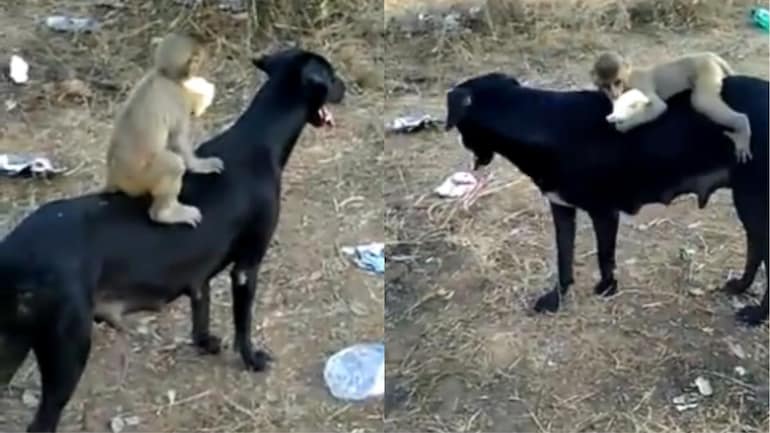 Heartwarming Video of Baby Monkey and Dog Goes Viral. Everyone Understands Affection, says Internet
