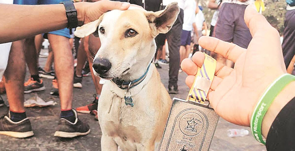 Meet the Worli Stray Dog That Gets Lost (and found) Every Marathon