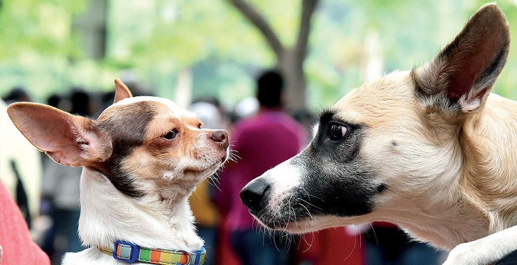 One Flat, One Dog Policy Returns