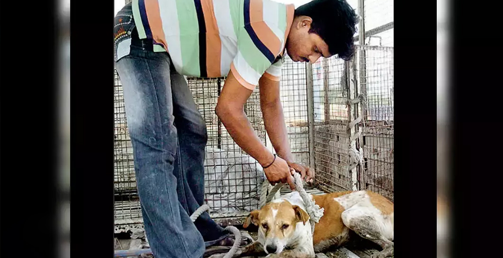 Street Dogs to Be Captured and Removed from Donald Trump’s Route to Stadium in Ahmedabad