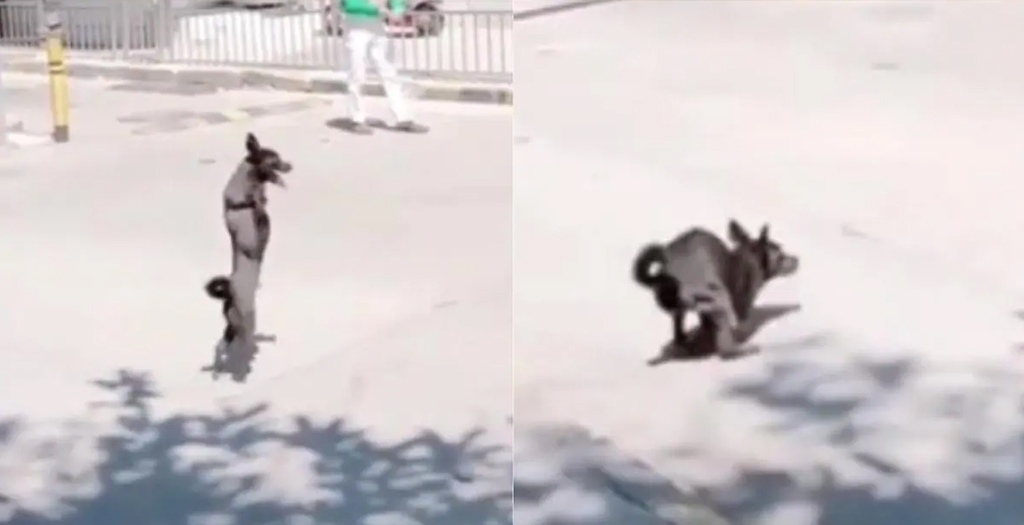 Video of Two-legged Dog Crossing the Road has been Going Viral