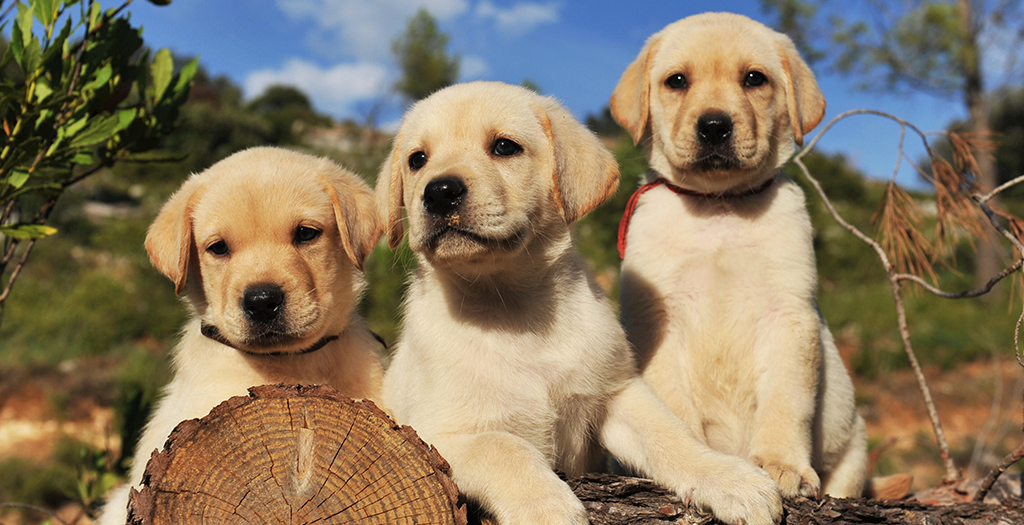 What You Need To Know Before Adopting A Labrador